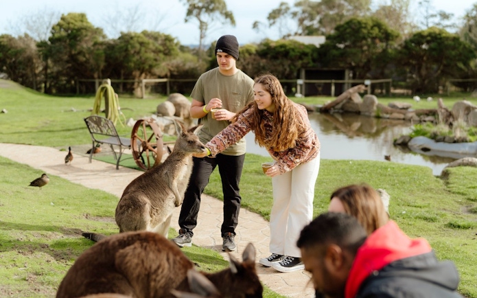 Feeding kangaroos at a wildlife park during Puffing Billy Steam Train & Penguin Parade Day Tour, Melbourne.