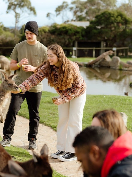Feeding kangaroos at a wildlife park during Puffing Billy Steam Train & Penguin Parade Day Tour, Melbourne.