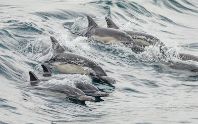 Dolphins swimming in the ocean off the coast of Long Beach, California.