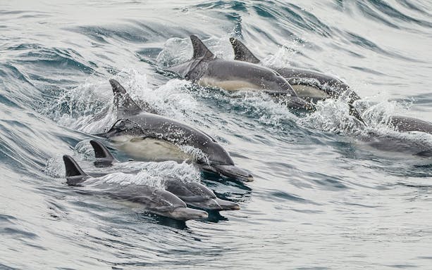 Dolphins swimming in the ocean off the coast of Long Beach, California.