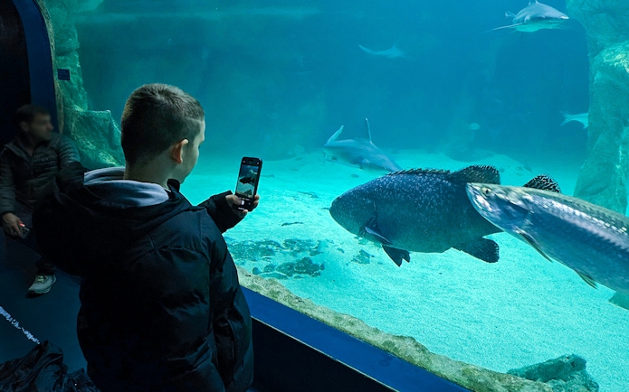 Child photographing fish at Madrid Zoo Aquarium.