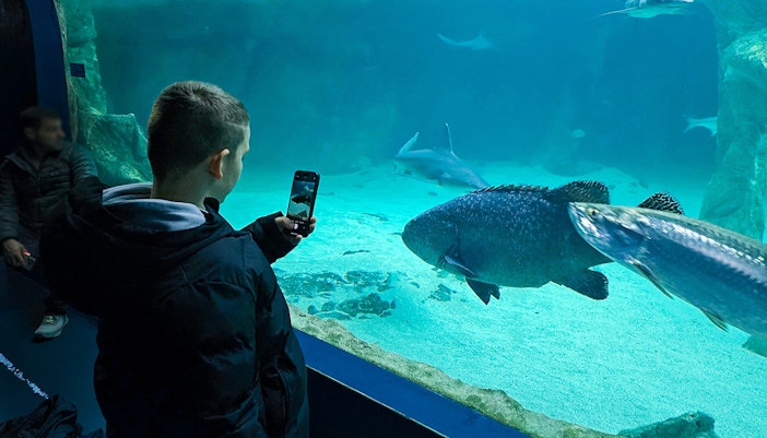 Child observing marine life at Madrid Zoo Aquarium, Spain.