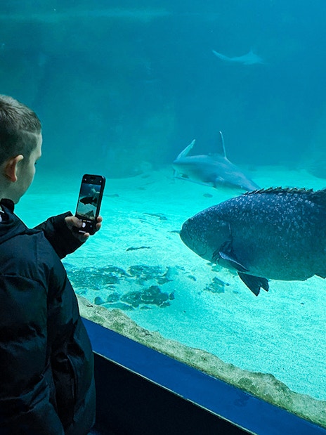 Child photographing fish at Madrid Zoo Aquarium.