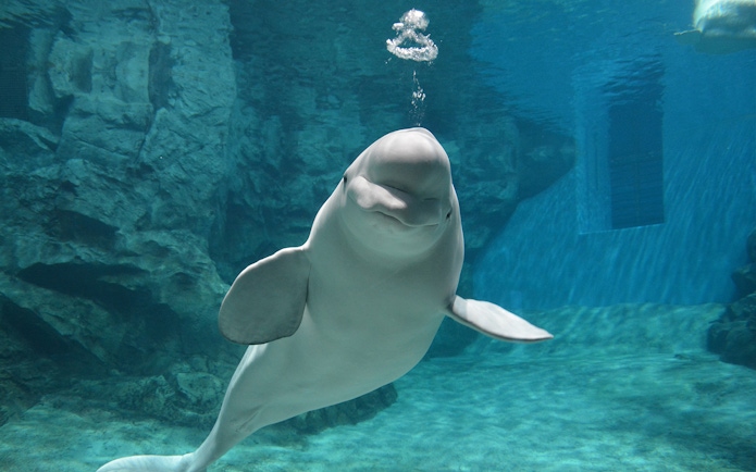 Beluga whale swimming at Port of Nagoya Public Aquarium.