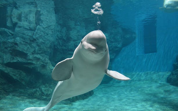 Beluga whale swimming at Port of Nagoya Public Aquarium.