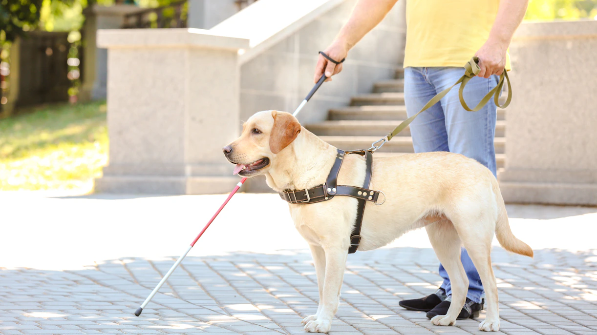 Guide dog assisting blind man near Expiatory Chapel steps.