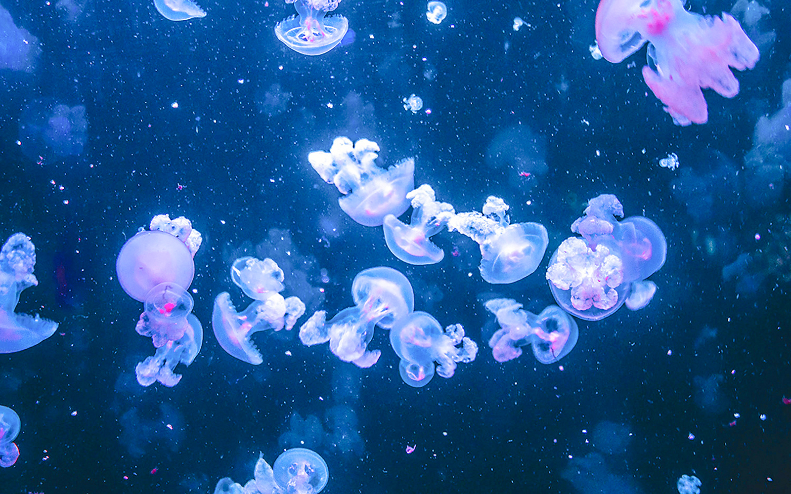 Jellyfish swimming in the Paris Aquarium pavilion.
