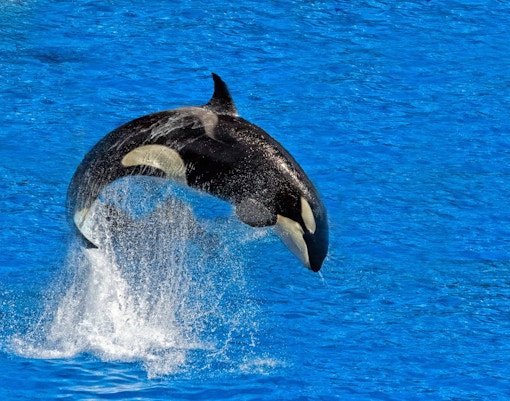 Constanta Dolphinarium