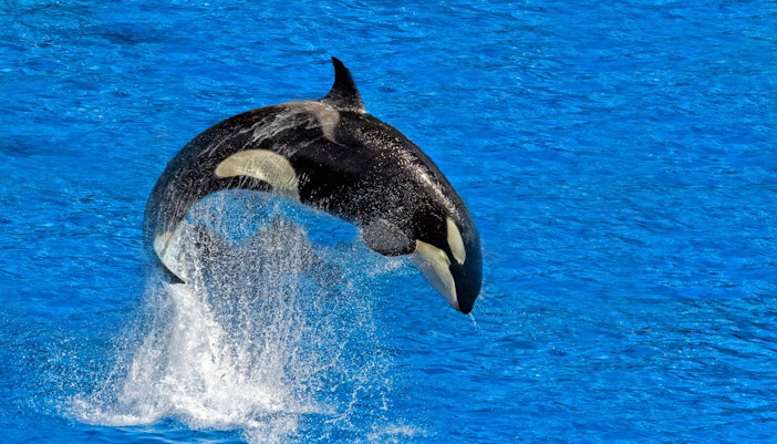 Orca leaping from water during Black Sea Legends show.