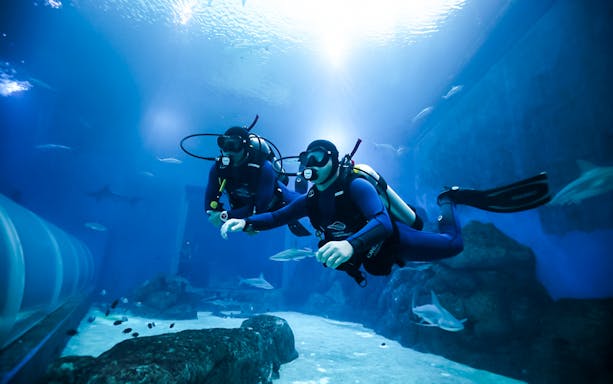 Divers participating in a PADI shark diving program in an aquarium setting.