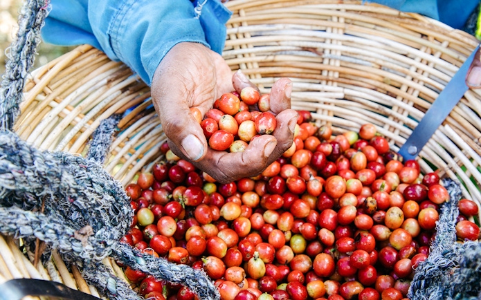 Hand holding coffee cherries on Chamarel 7 Coloured Earth plantation tour.