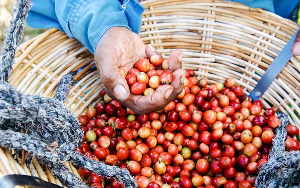 Hand holding coffee cherries on Chamarel 7 Coloured Earth plantation tour.
