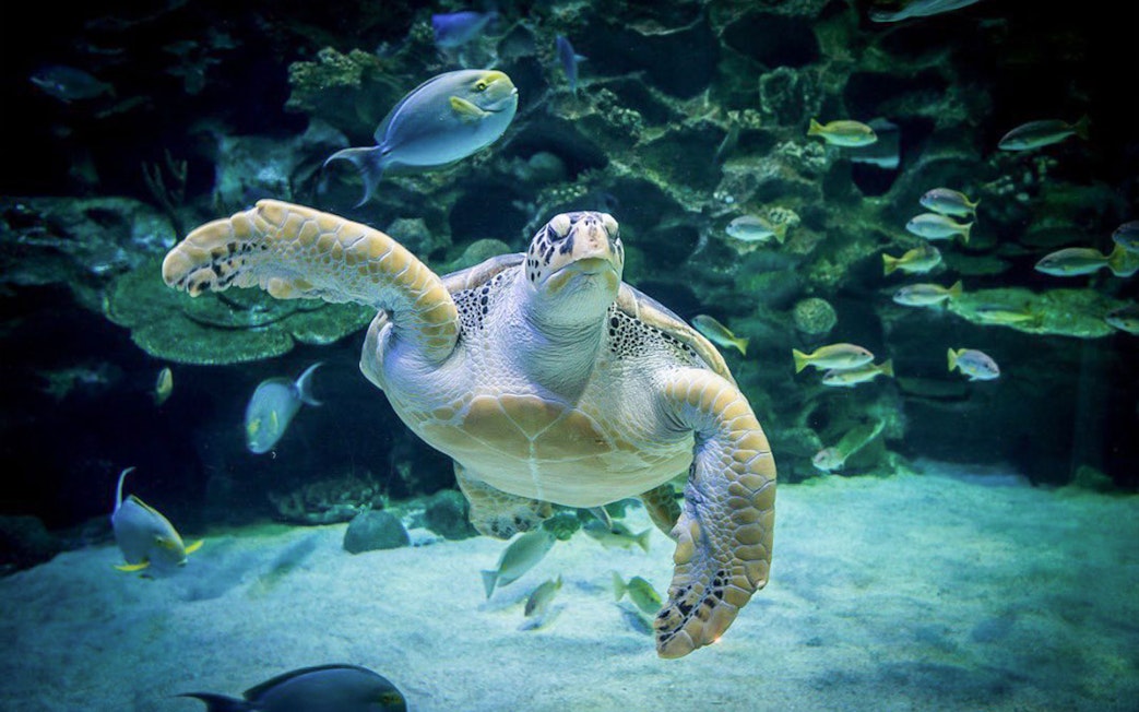 Sea turtle swimming among fish at Aquaria KLCC, Kuala Lumpur.