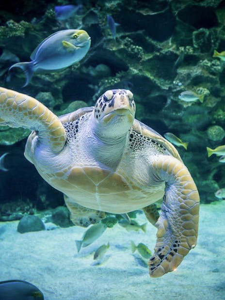 Sea turtle swimming among fish at Aquaria KLCC, Kuala Lumpur.