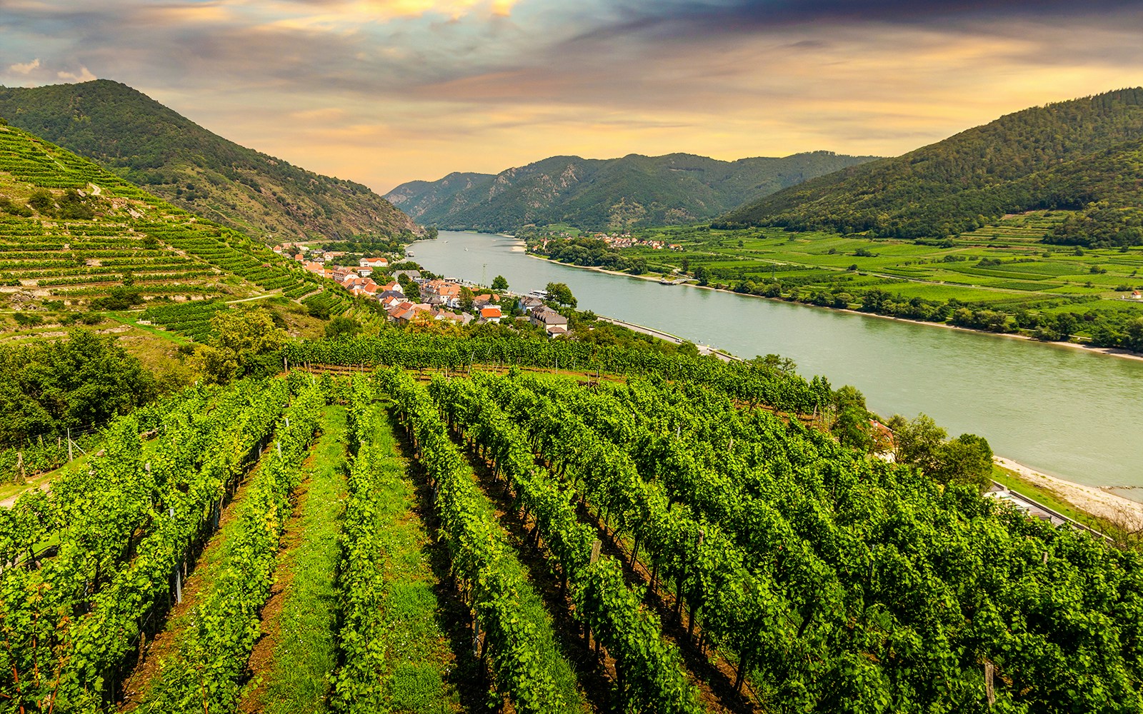 Vineyard in Wachau Valley with Danube River and Spitz town at sunset.