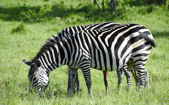 da arusha: safari “big five” in campeggio nel serengeti e nel cratere di ngorongoro, con partecipazione di gruppo-4