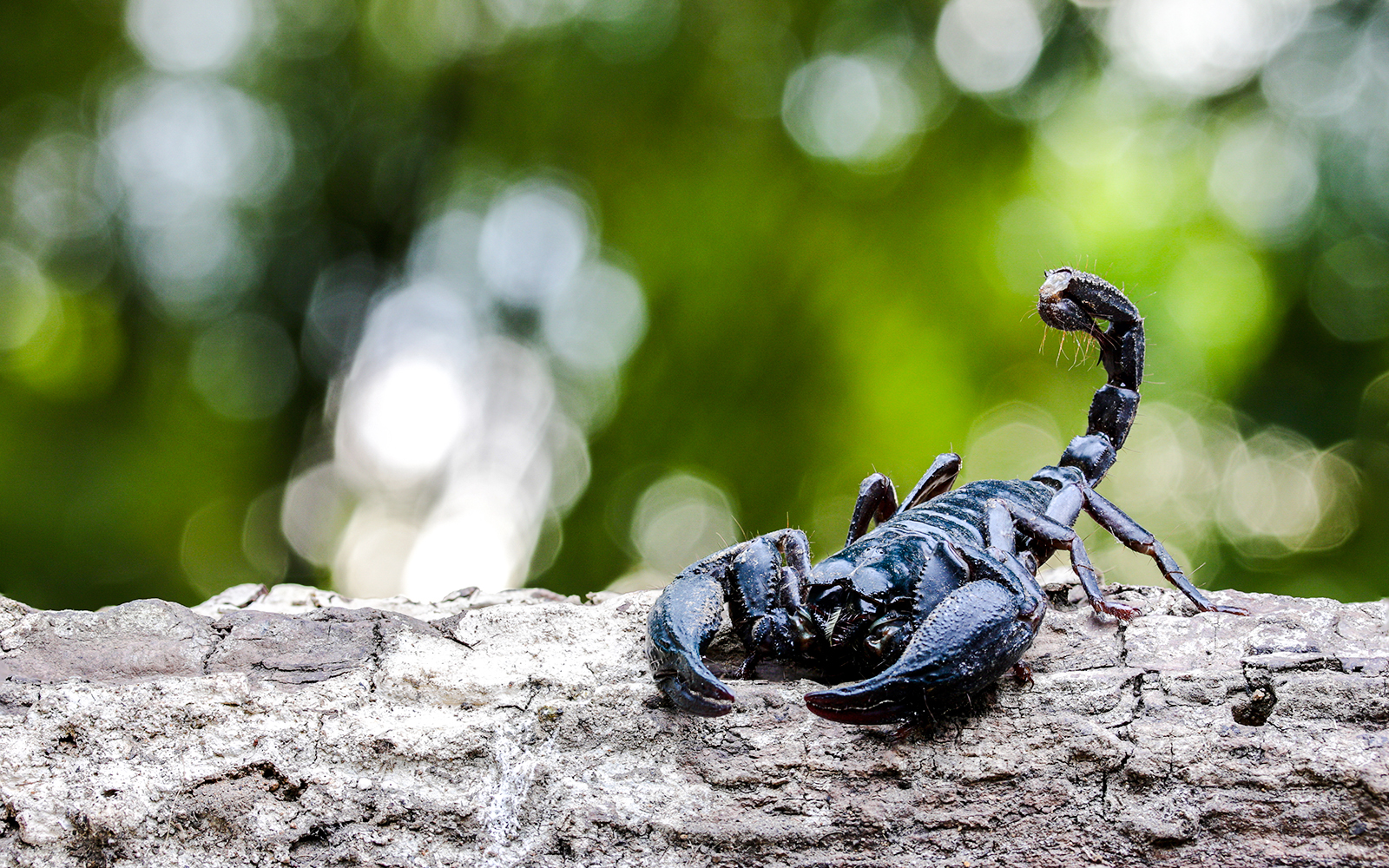 Emperor scorpion on a log at Bioparc Valencia.