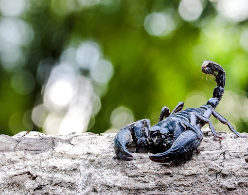 Emperor scorpion on a log at Bioparc Valencia.