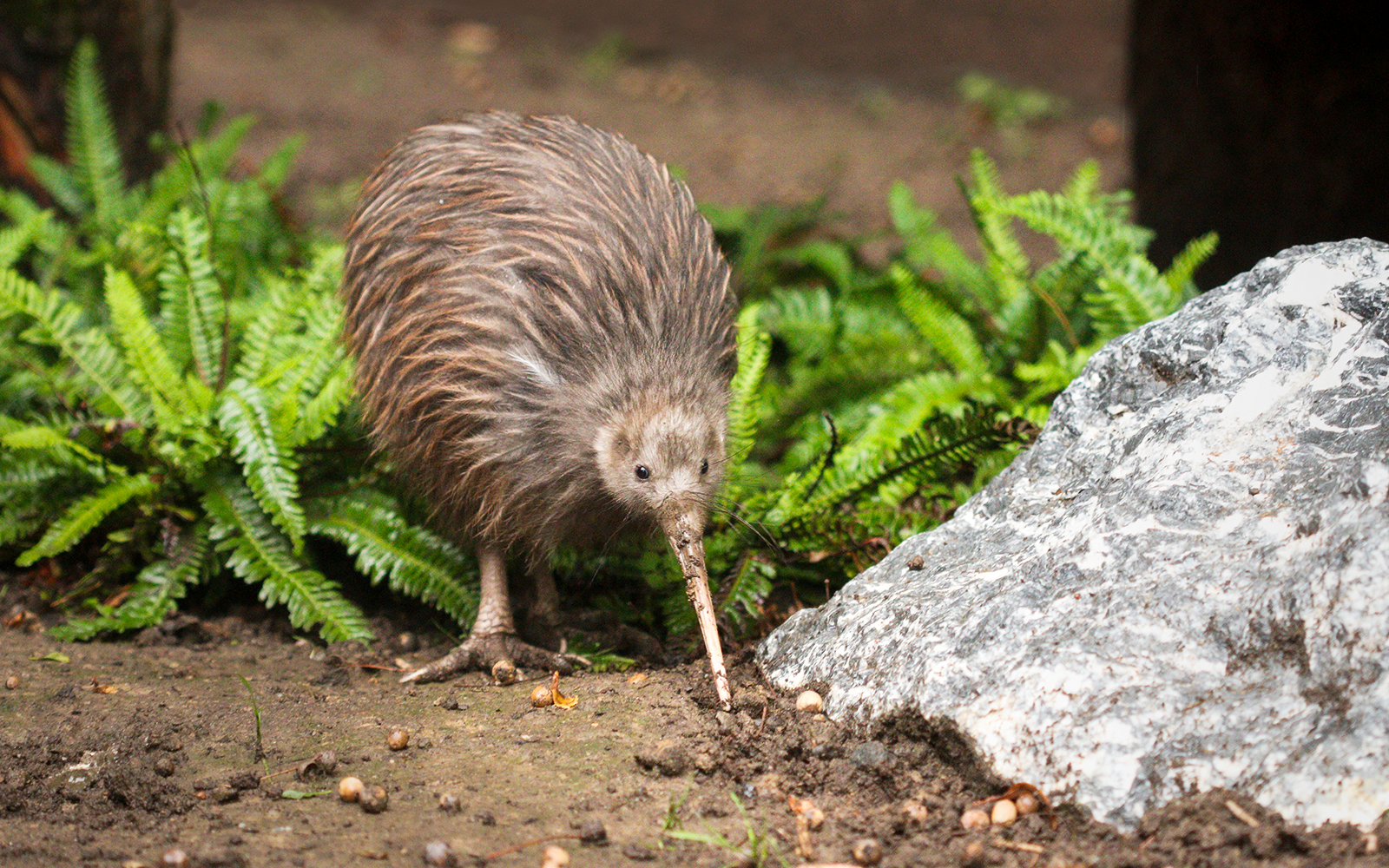 North Island Brown Kiwi foraging at Te Puia during Te Rā Guided Experience.