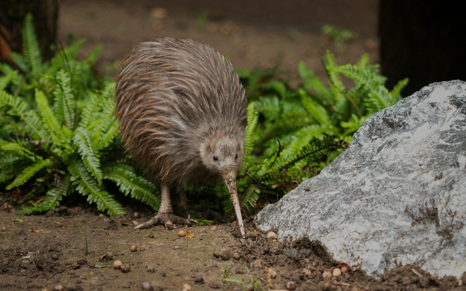 North Island Brown Kiwi foraging at Te Puia during Te Rā Guided Experience.