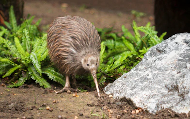 North Island Brown Kiwi foraging at Te Puia during Te Rā Guided Experience.