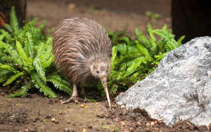 North Island Brown Kiwi foraging at Te Puia during Te Rā Guided Experience.