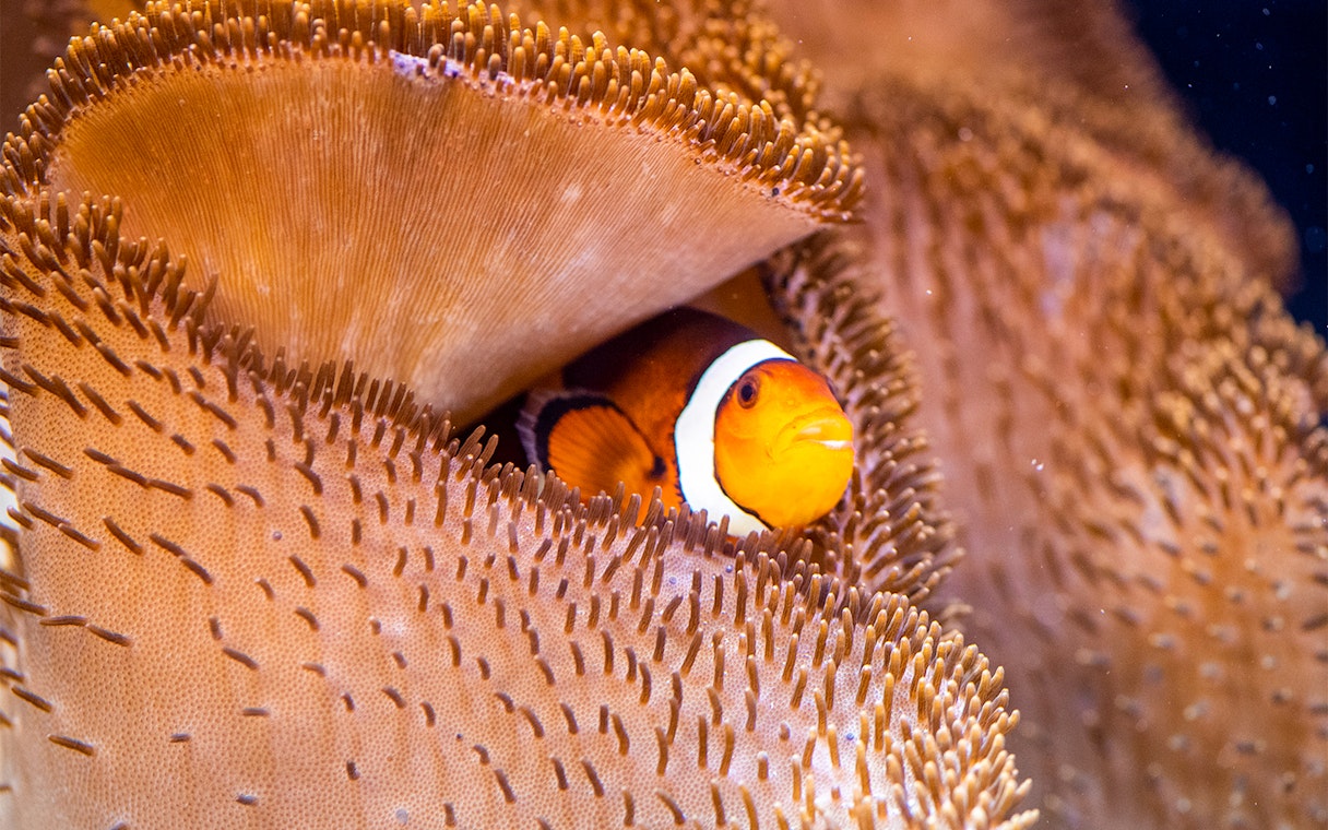Clown fish nestled in sea anemone at Sea Life Speyer aquarium.