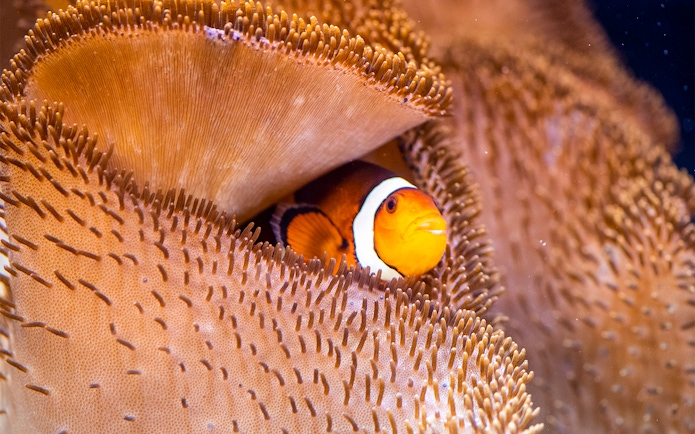 Clown fish nestled in sea anemone at Sea Life Speyer aquarium.