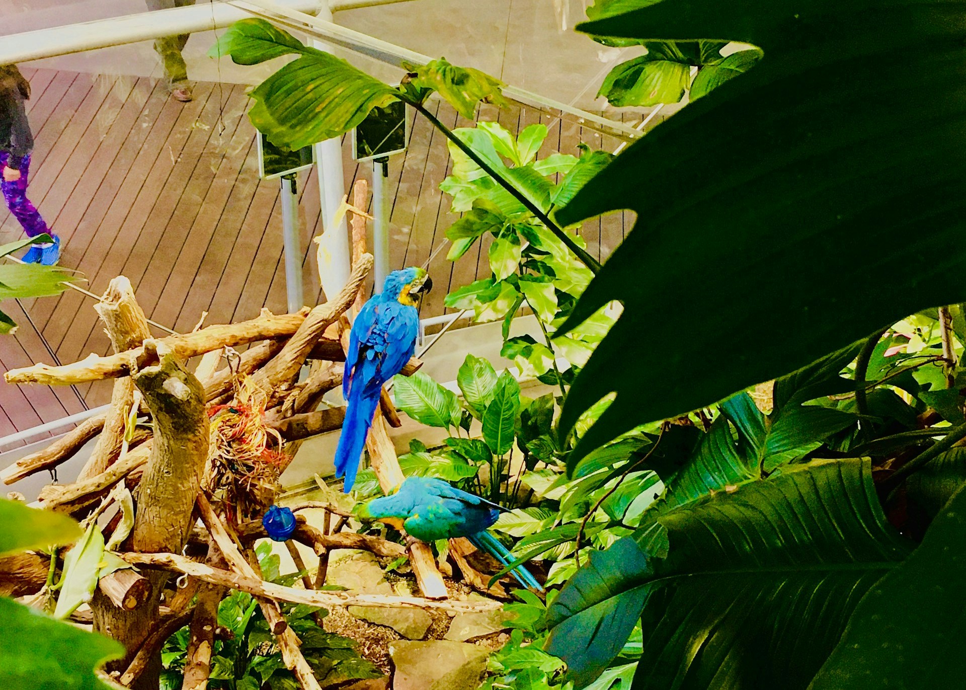 California Academy of Sciences