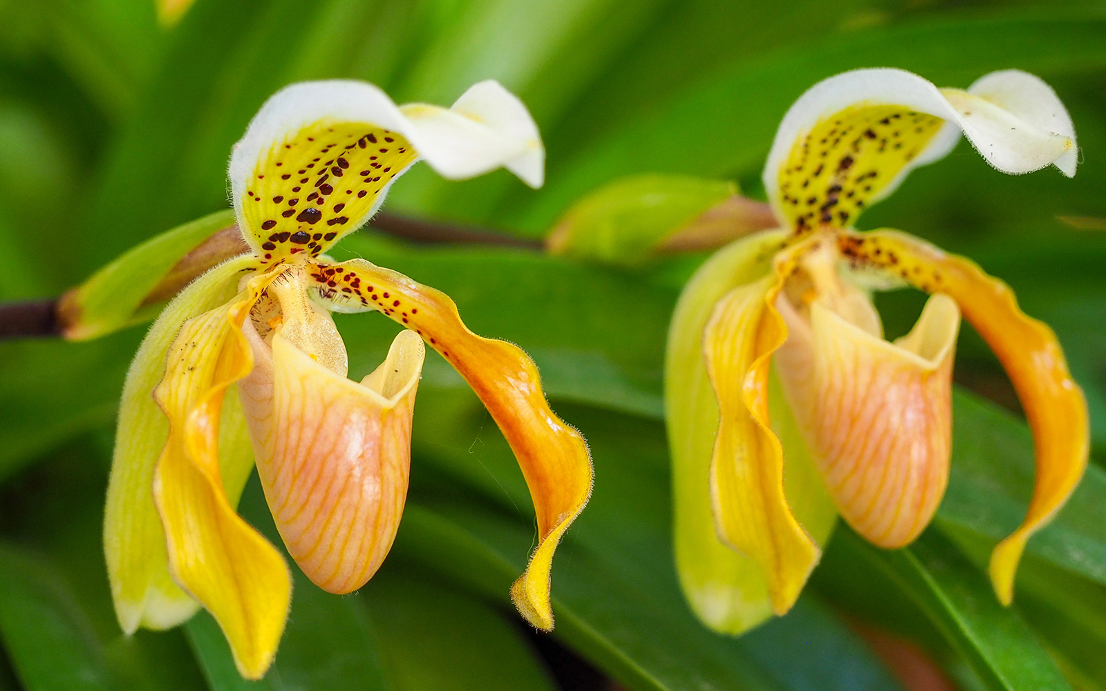 Paphiopedilum exul, Paph.insigne var.exul. Rare Thai orchids