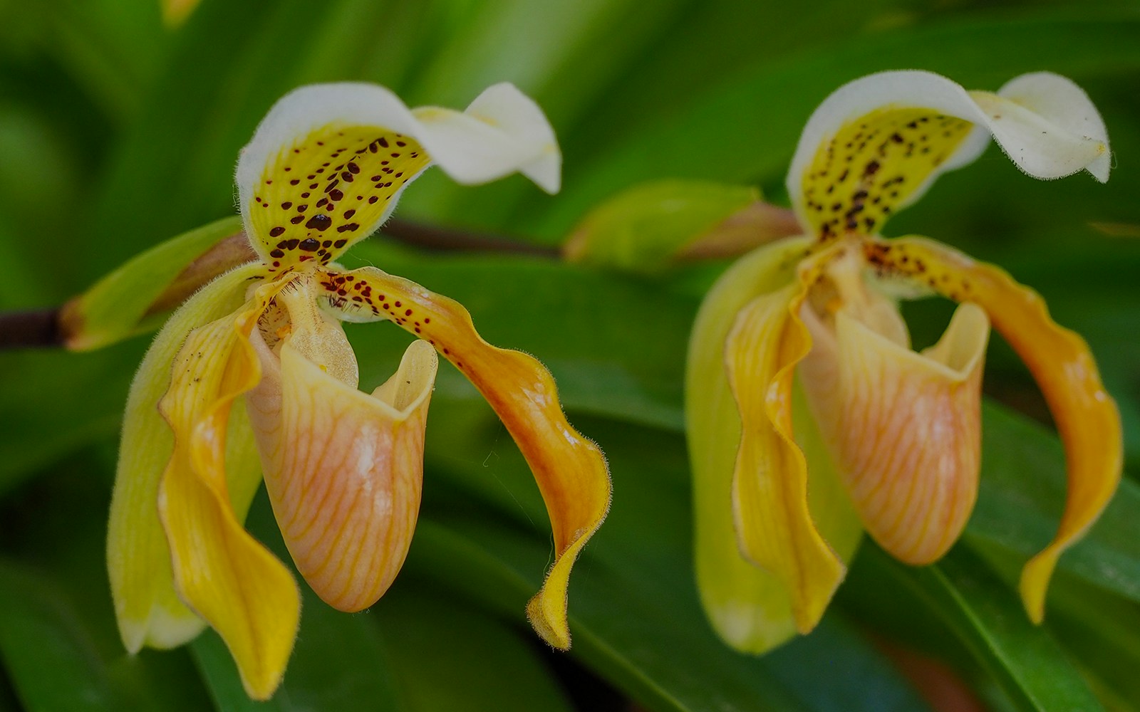 Paphiopedilum exul orchids in bloom at a Thai botanical garden.