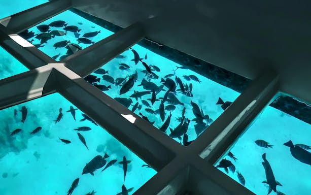 Underwater view of fish through a glass-bottom boat on the Red Sea Sea Scope Submarine Trip.