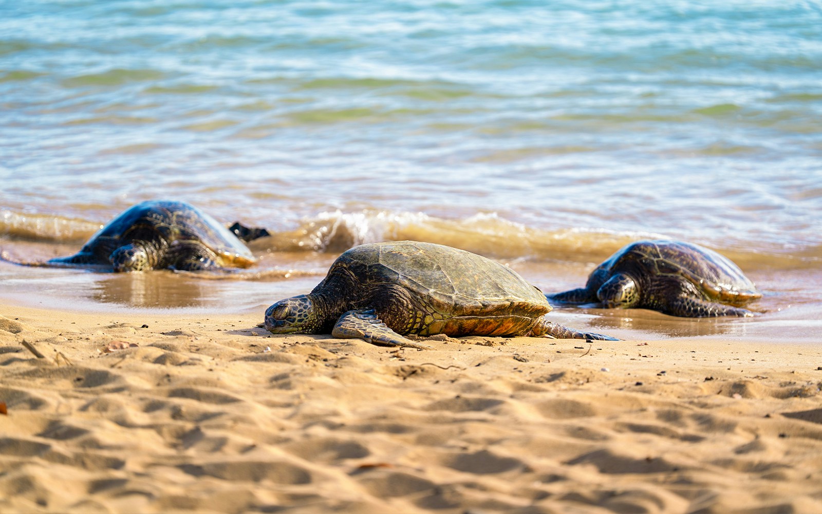 Sea turtles coming to shore to rest