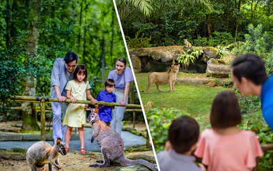 Family observing kangaroos and lions at Singapore Zoo and Night Safari.