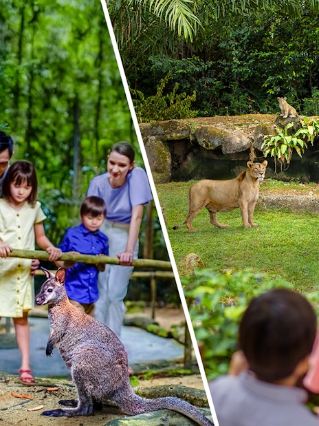 Family observing kangaroos and lions at Singapore Zoo and Night Safari.
