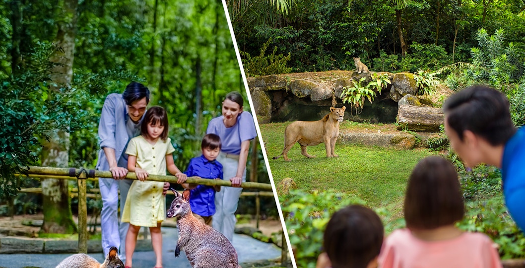 Family observing kangaroos and lions at Singapore Zoo and Night Safari.