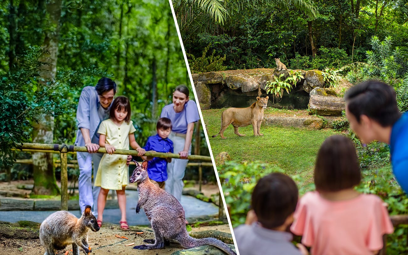Family observing kangaroos and lions at Singapore Zoo and Night Safari.