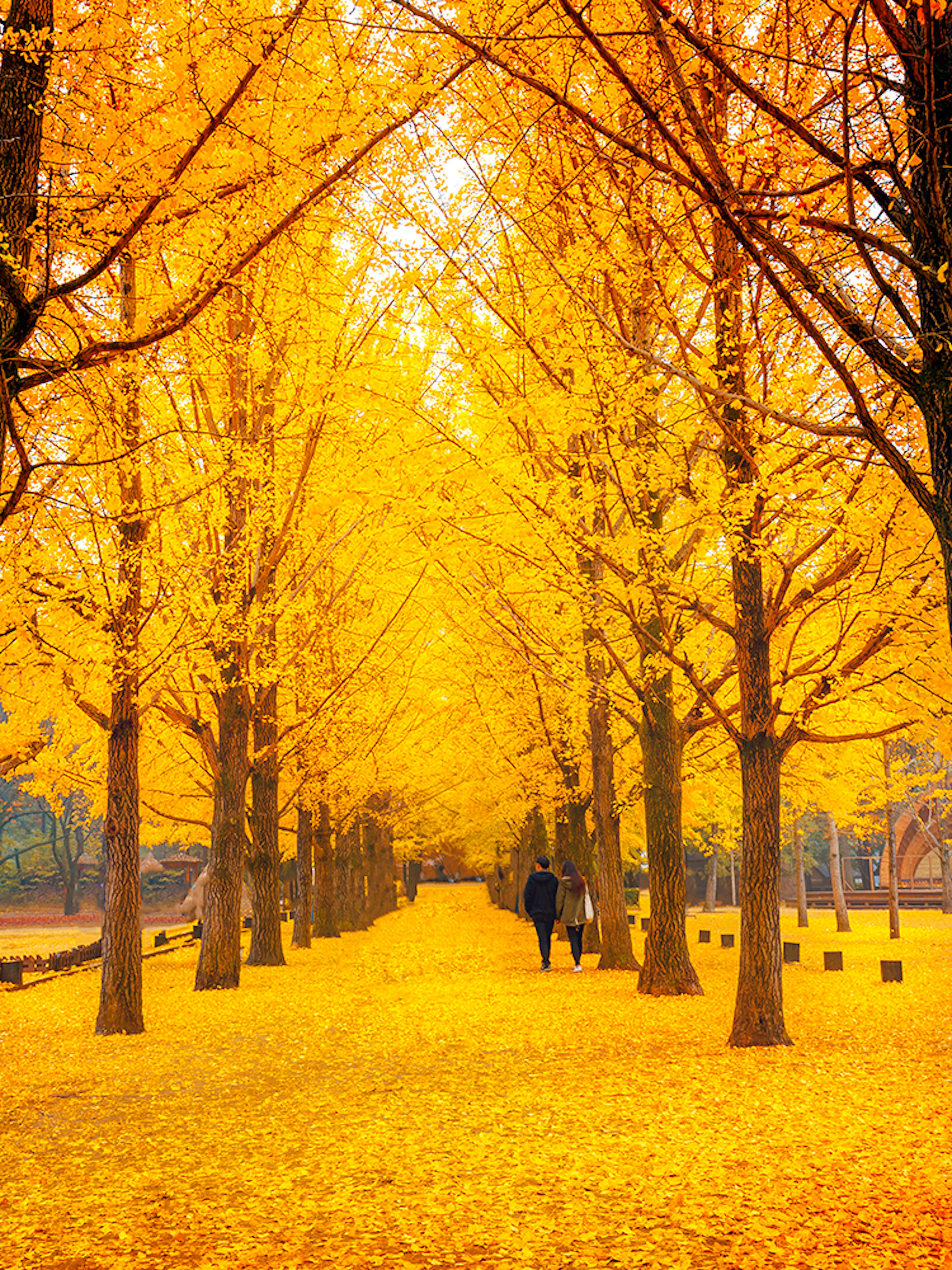Pathway lined with golden ginkgo trees on Nami Island in autumn.