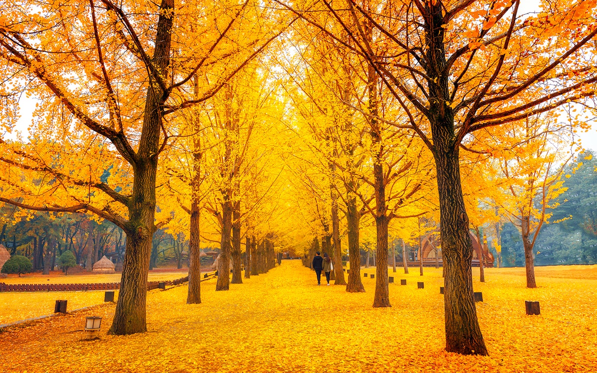 Pathway lined with golden ginkgo trees on Nami Island in autumn.