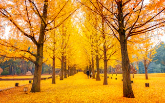 Pathway lined with golden ginkgo trees on Nami Island in autumn.