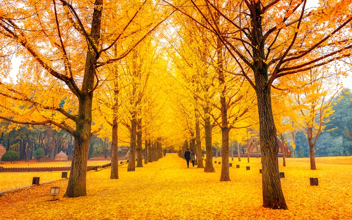 Pathway lined with golden ginkgo trees on Nami Island in autumn.