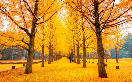 Nami Island Highlights Day Tour with Petite France & Italian Village 