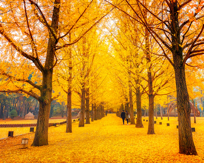 Nami Island Highlights Day Tour with Petite France & Italian Village