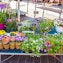 Marché aux Fleurs (Flower Market)