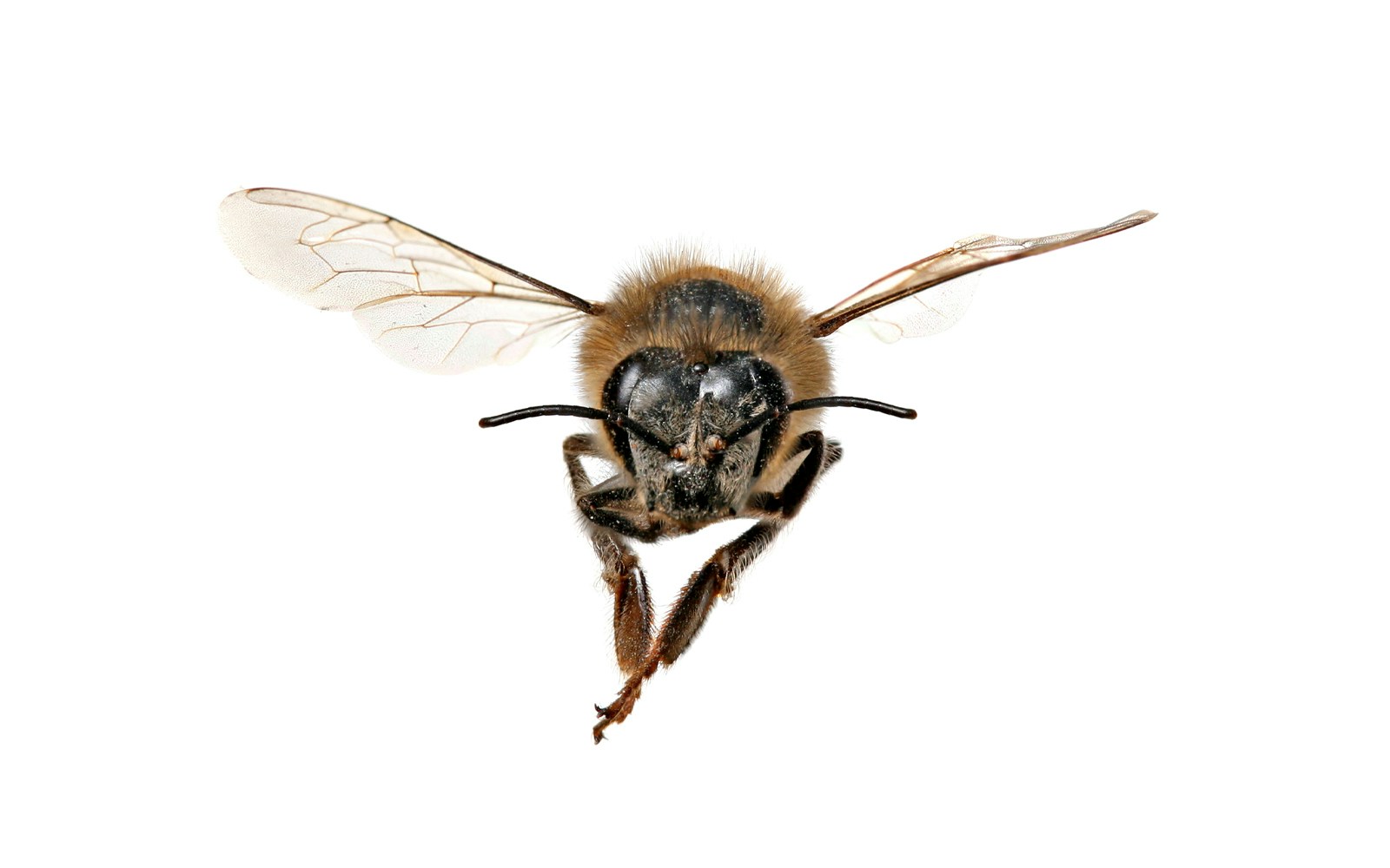 Butterfly garden dwarf honey bee exhibit