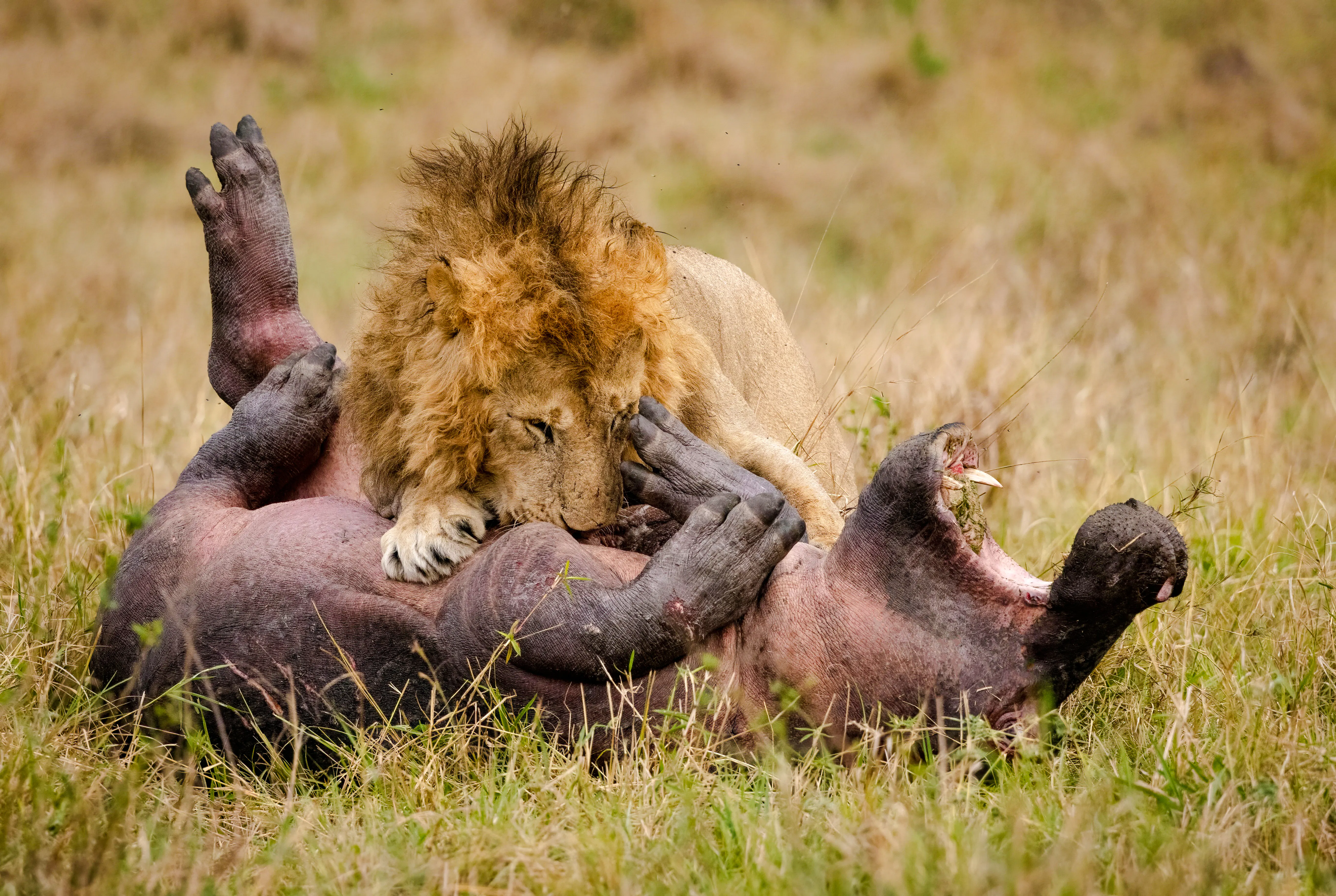 From Zanzibar: Selous Game Reserve Fly-In Safari
