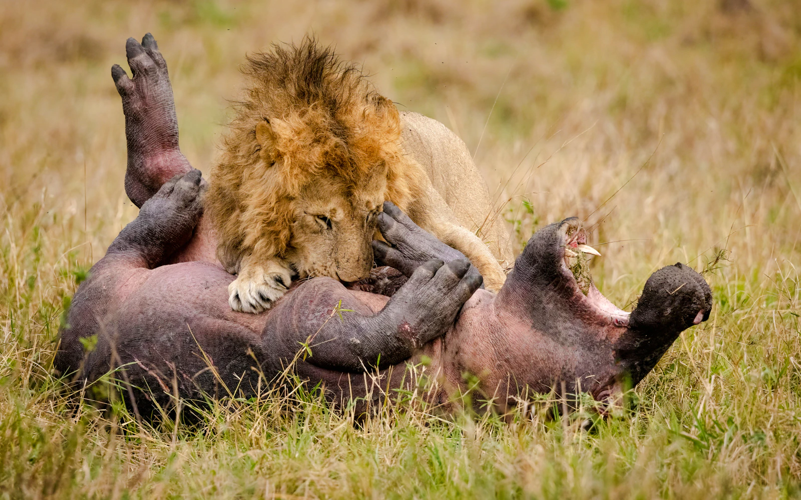 From Zanzibar: Selous Game Reserve Fly-In Safari