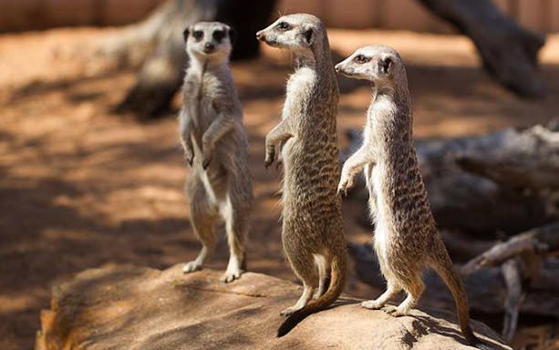 Meerkats standing on a rock at Adelaide Zoo.