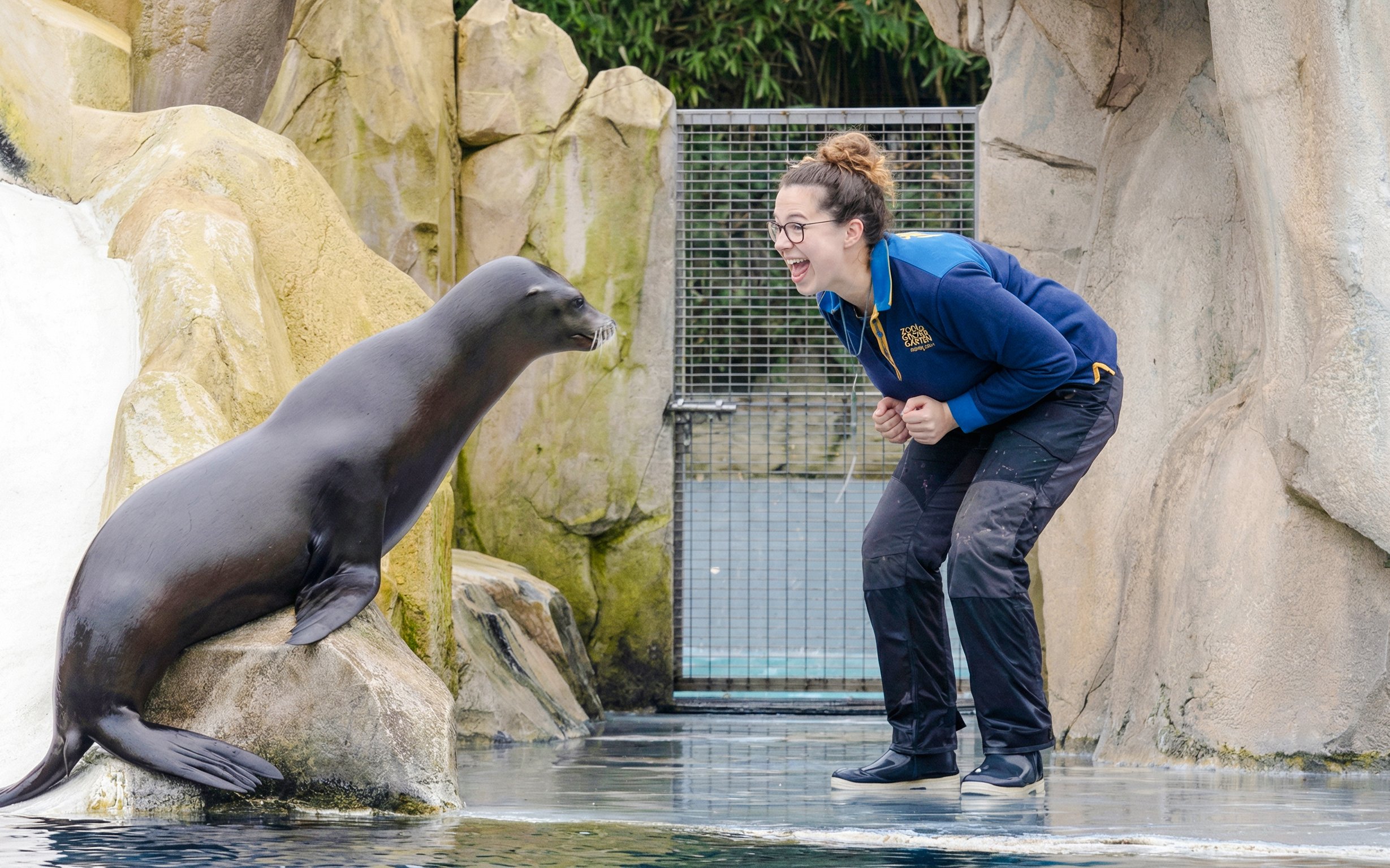 Sea lion interacting with a trainer at Zooparc de Beauval, Loire Valley, France.