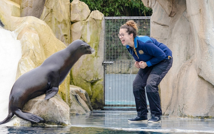 Sea lion interacting with a trainer at Zooparc de Beauval, Loire Valley, France.